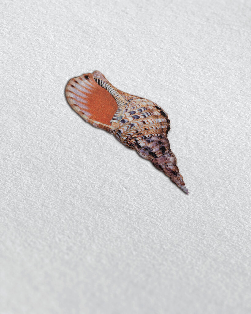 signs-for-yacht-logos-shell
